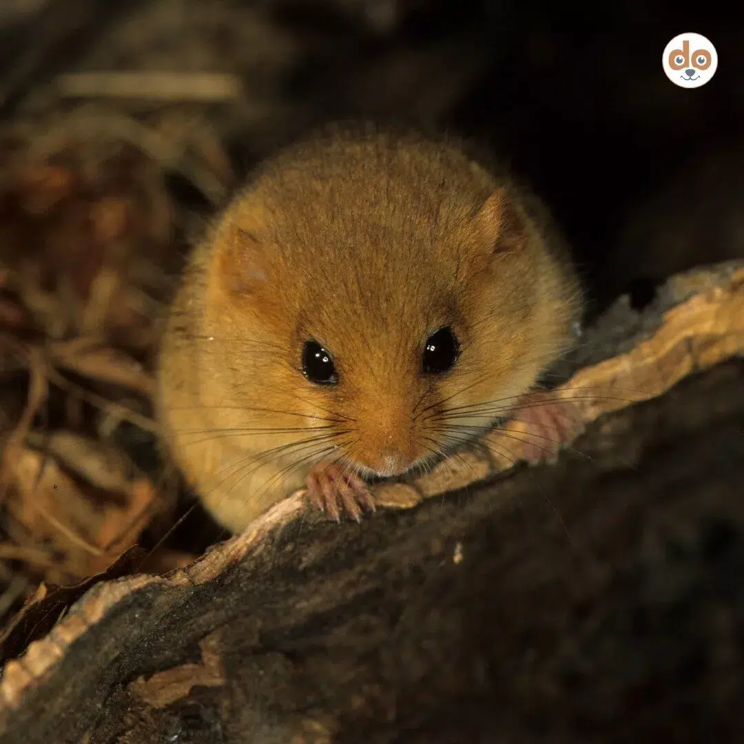 haselmaus nahaufnahme Nahaufnahme einer Haselmaus
