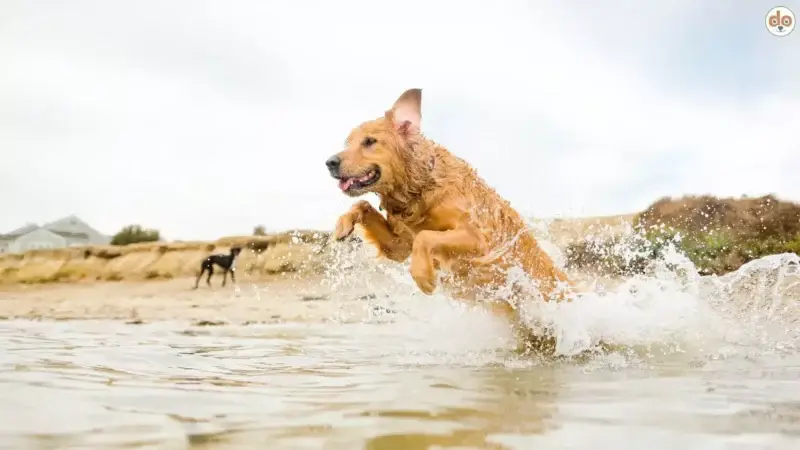 Sommer, Sonne, Badezeit – so wird der Wasserspass für Deinen Hund sicher und gesund