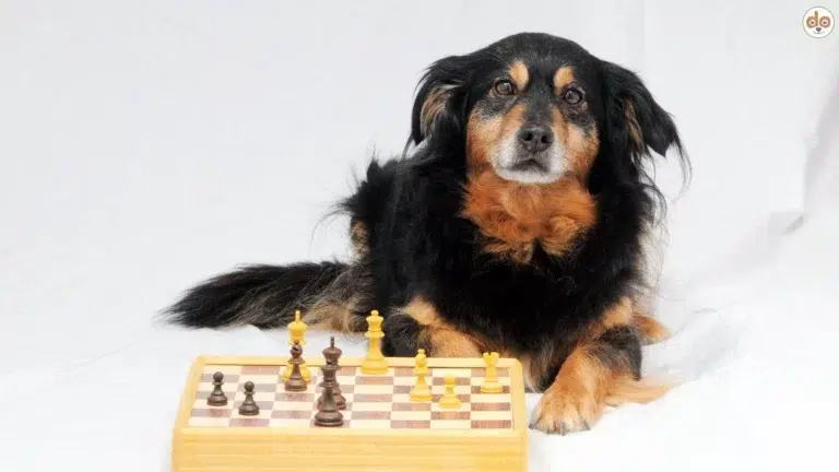Hund Schachbrett Spiel Strategie Intelligenz Alterungsprozess