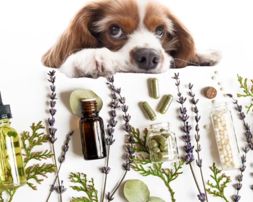 Symbolfoto Alternative Tiermedizin Skeptischer Hundeblick Kräuter CBD-Öl Globuli Pflanzliche Mittel