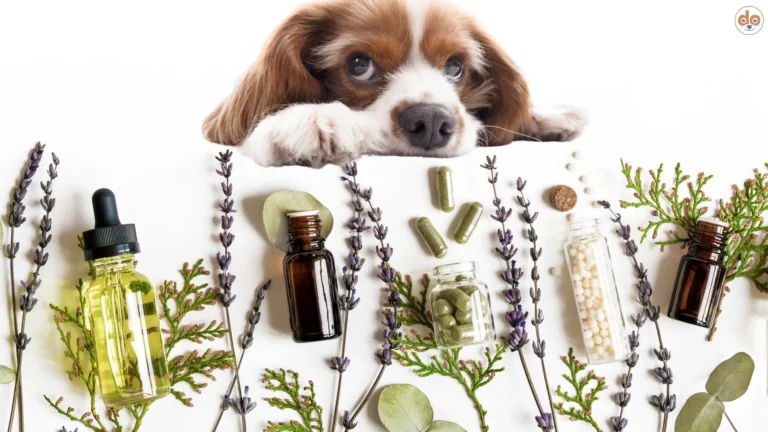 Symbolfoto Alternative Tiermedizin Skeptischer Hundeblick Kräuter CBD-Öl Globuli Pflanzliche Mittel