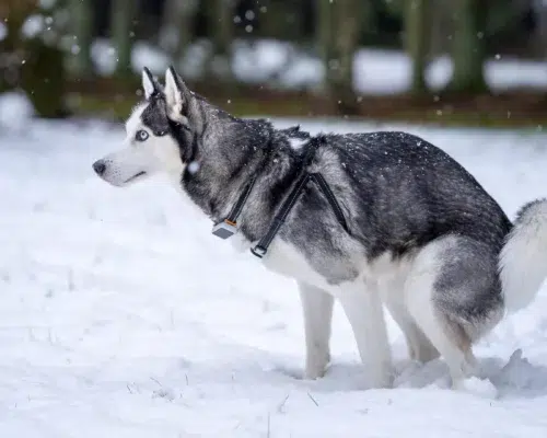 Symbolfoto Kotuntersuchung bei Hunden Husky beim Kot absetzen im Schnee