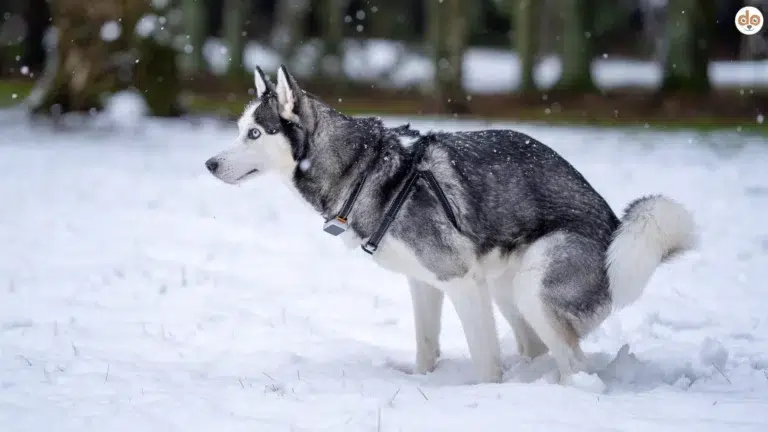 Symbolfoto Kotuntersuchung bei Hunden Husky beim Kot absetzen im Schnee