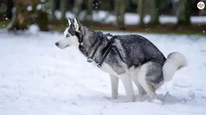 Alles, was du über Kotuntersuchungen beim Hund wissen solltest