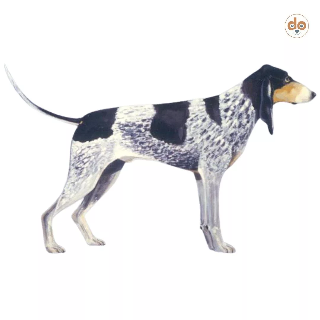 Rasseportrait Luzerner Laufhund