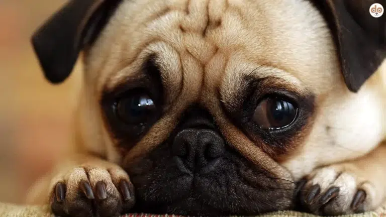 Neotenische Merkmale Beispiel Mops Hunderasse