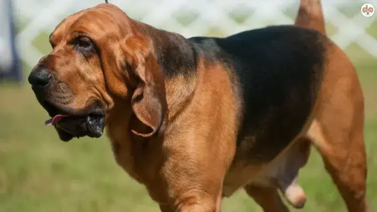 Bloodhound auf einer Hundeausstellung in Upstate New York