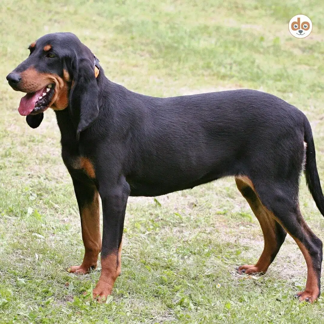 Rasseportrait Jura Laufhund