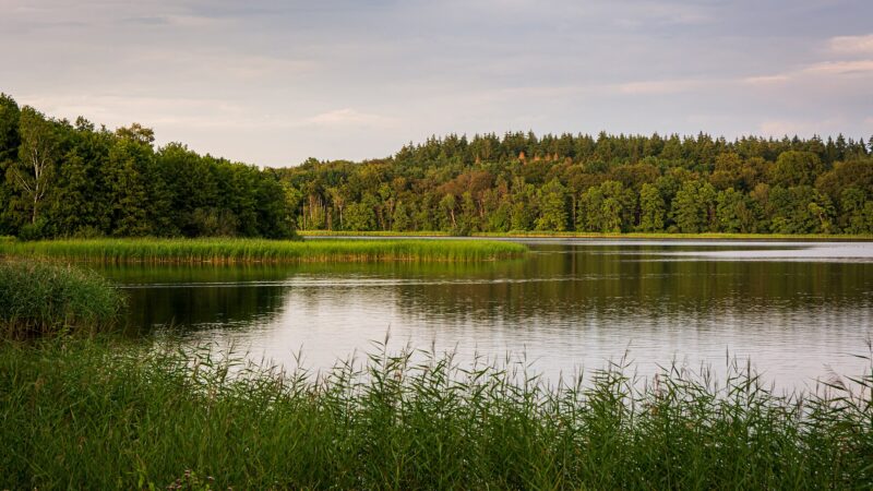Schaalsee mit Hund: Kirchensee-Uferweg im Biosphärenreservat