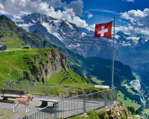 Compilation Schweizer Laufhunde vor Bergpanorama Alpen Schweizer Flagge Hintergrund