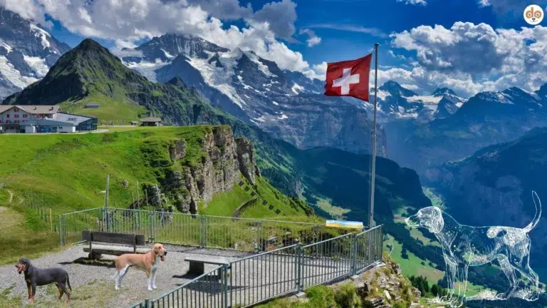 Compilation Schweizer Laufhunde vor Bergpanorama Alpen Schweizer Flagge Hintergrund