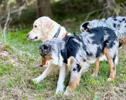 Sunny, Mailo & King im Wald