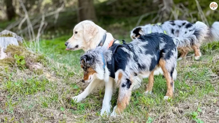 Sunny, Mailo & King im Wald