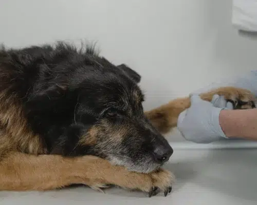 Älterer Hund wird von Tierarzt untersucht, Arzt tastet Pfote ab. Vorbereitung für Bluttransfusion oder Blutspende