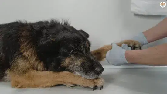 Älterer Hund wird von Tierarzt untersucht, Arzt tastet Pfote ab. Vorbereitung für Bluttransfusion oder Blutspende