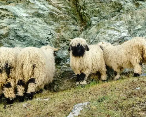 Walliser Schwarznasenschaf als Symbolfoto für Schafskälte