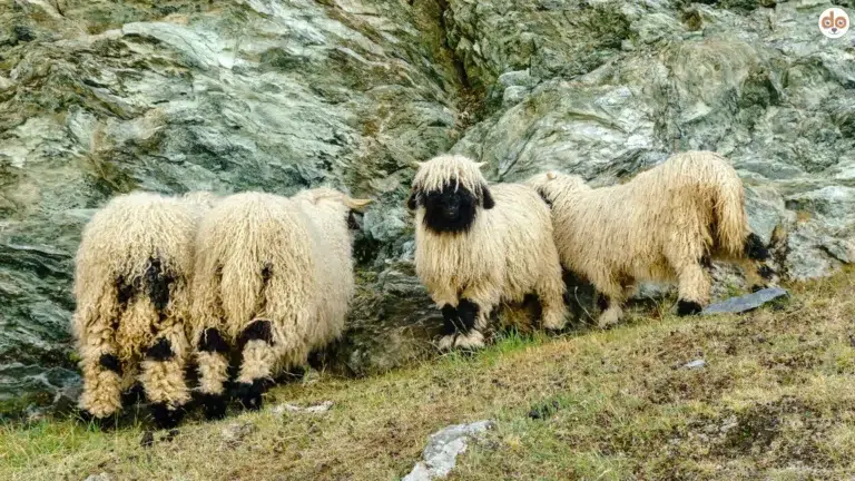 Walliser Schwarznasenschaf als Symbolfoto für Schafskälte