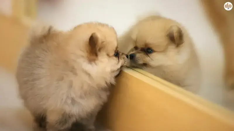 Hunde und ihr Spiegelbild