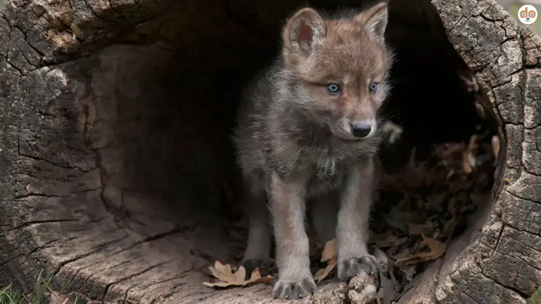 Wolf Welpe