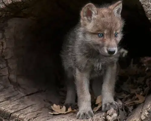 Wolf Welpe