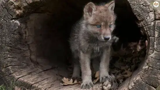 Wolf Welpe