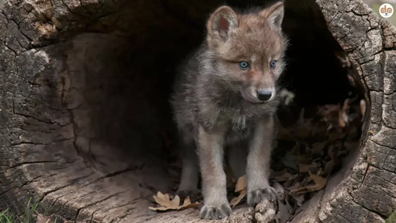 Vom Wolf zum Hund: Wie natürliche und sexuelle Selektion die Domestikation vorantrieben