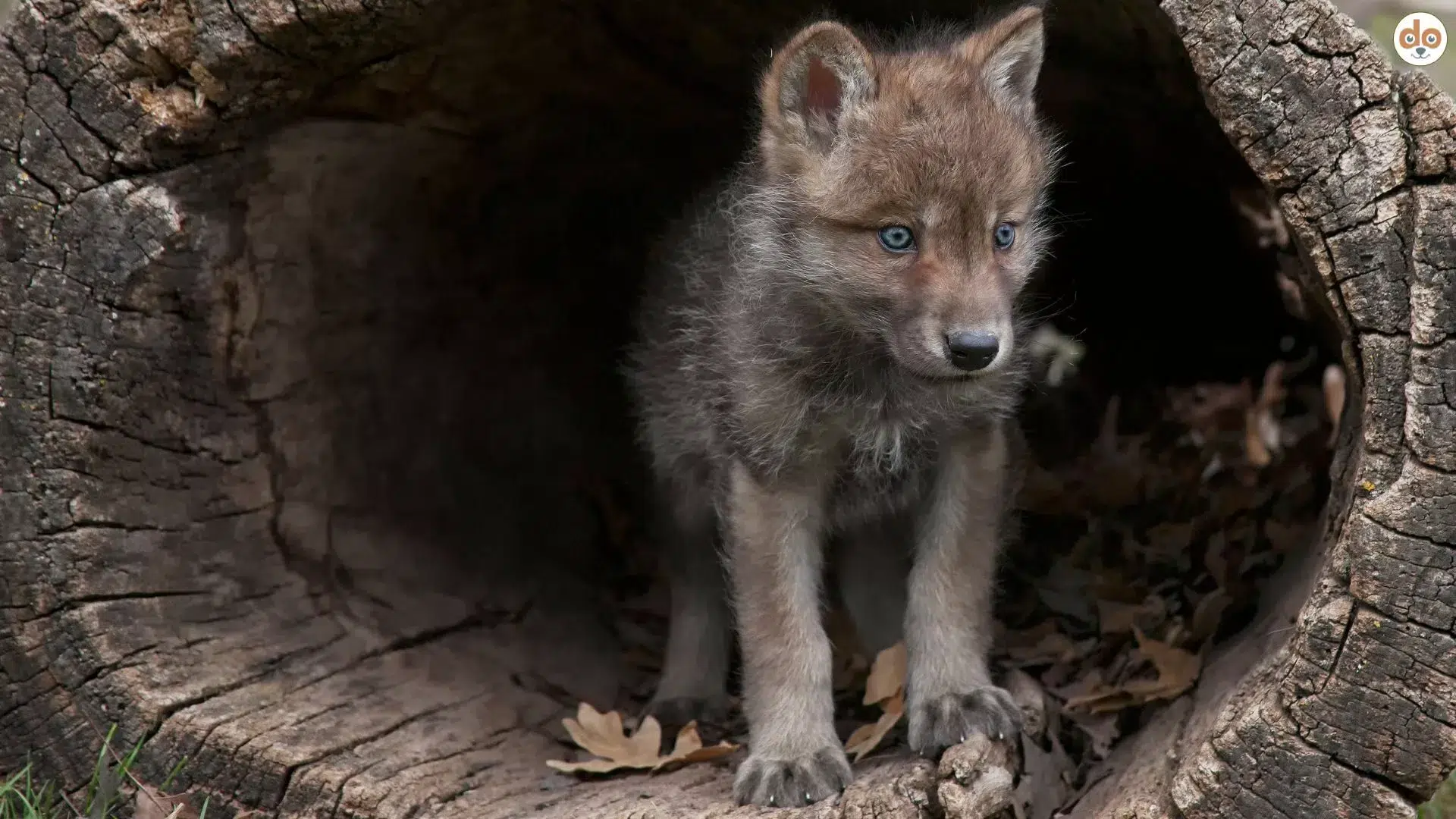 Wolf Welpe