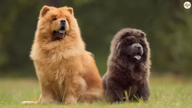 Der Chow Chow: Qualzucht oder nicht?