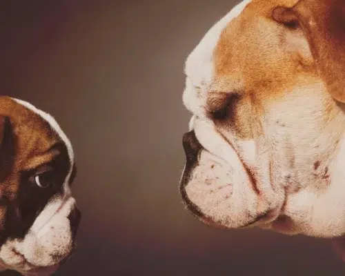 Zwei Englische Bulldoggen stehen sich gegenüber