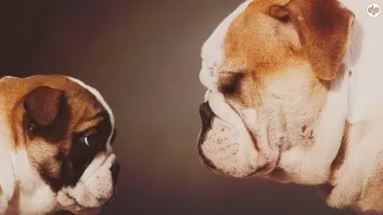 Zwei Englische Bulldoggen stehen sich gegenüber