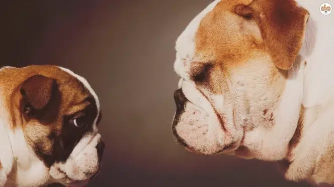 Zwei Englische Bulldoggen stehen sich gegenüber