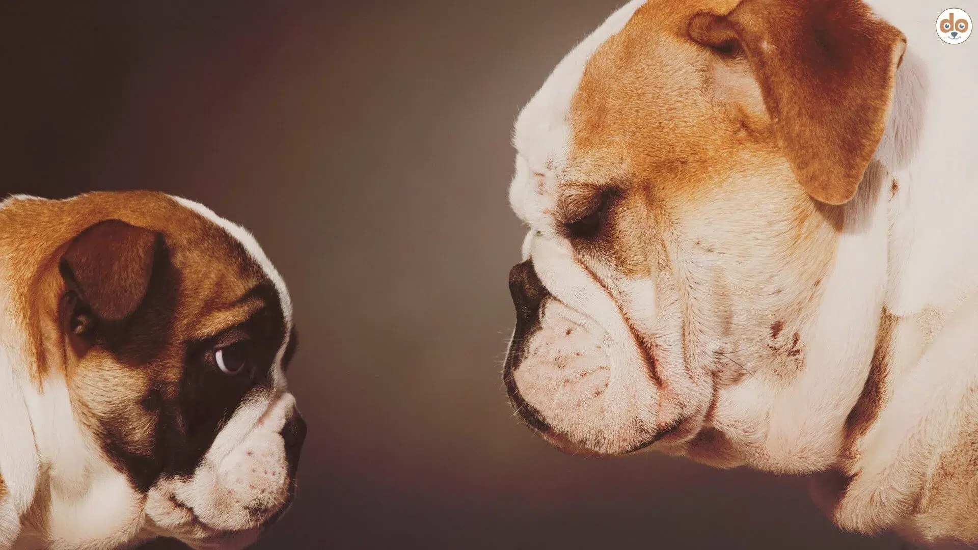 Zwei Englische Bulldoggen stehen sich gegenüber