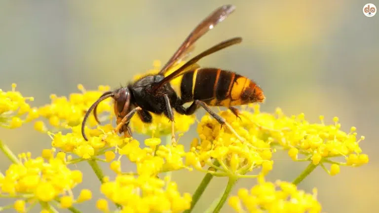 Closeup Asiatische Hornisse auf gelber Blumenblüte