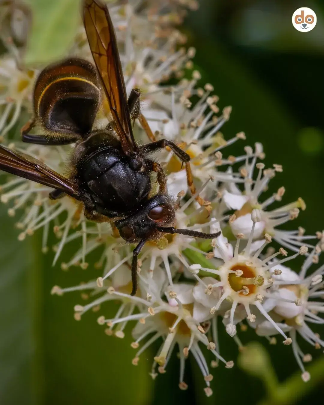 Closeup einer Asiatischen Hornissen Königin