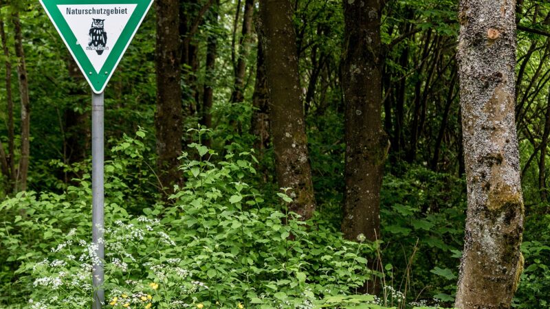 Bostalsee: flacher Seerundweg mit Hundebadestelle