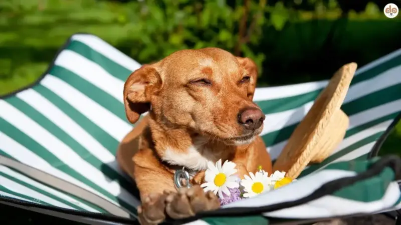 Ferien mit Hund – oder lieber doch nicht?
