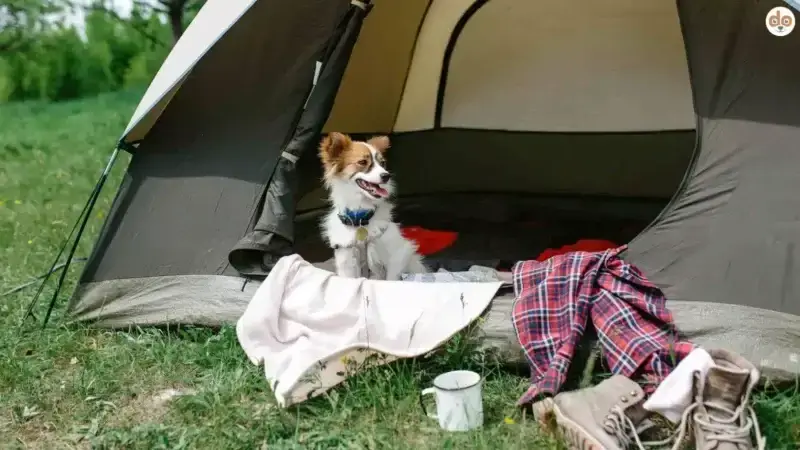 Zelten mit Hund? Ein echtes Abenteuer mit Hürden
