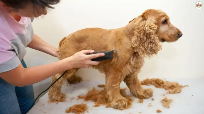 Warum viele Hundehalter im Sommer Fell scheren – doch aufgepasst!