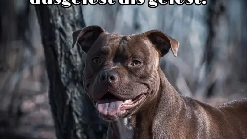 Warum dein Hund unbedingt Kontakte zu anderen Hunden braucht. Oder vielleicht doch nicht