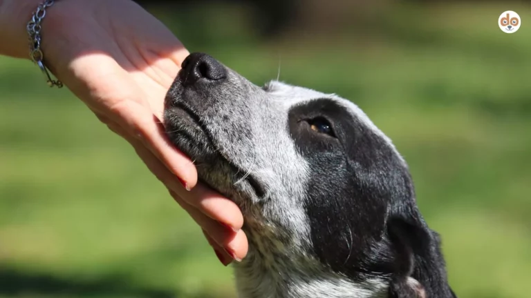 Empathie, Hund legt Kopf auf Hand