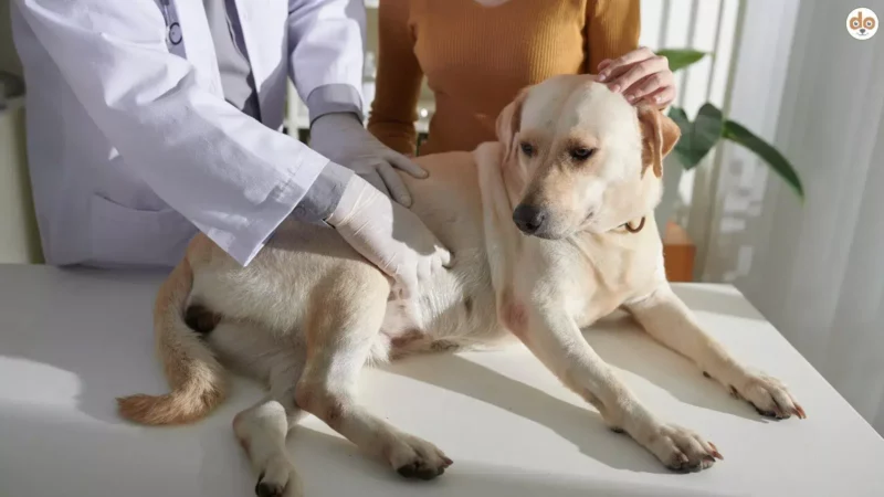 Gastrointestinale Zustände beim Hund: Wichtige Begriffe verständlich erklärt