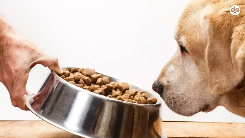 Futtermittelallergie bei Hunden: Wenn das Futter krank macht