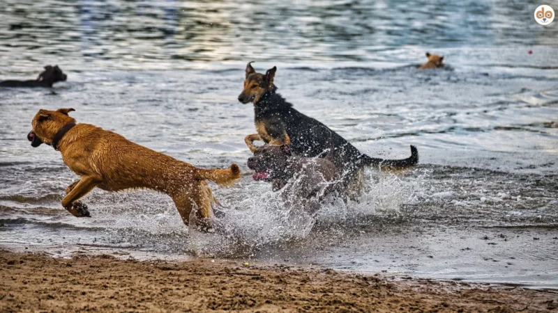 Hundestrände in Bayern, Hamburg, Niedersachsen und Rheinland-Pfalz