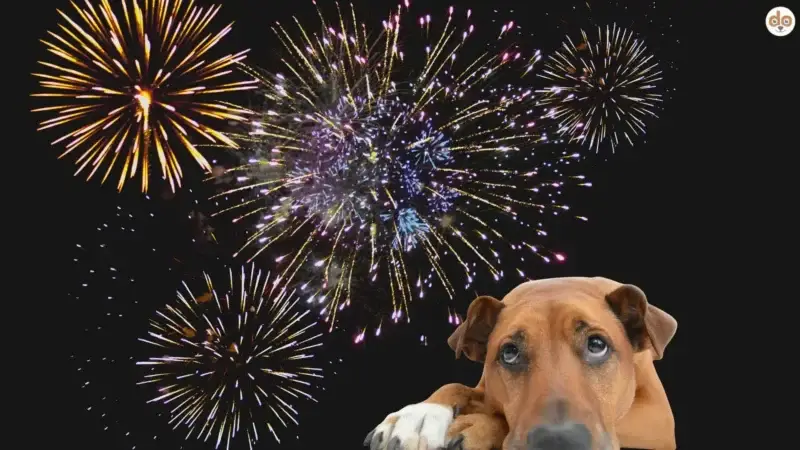 Angst vorm Feuerwerk: So hilfst Du Deinem Hund am 1. August wirklich