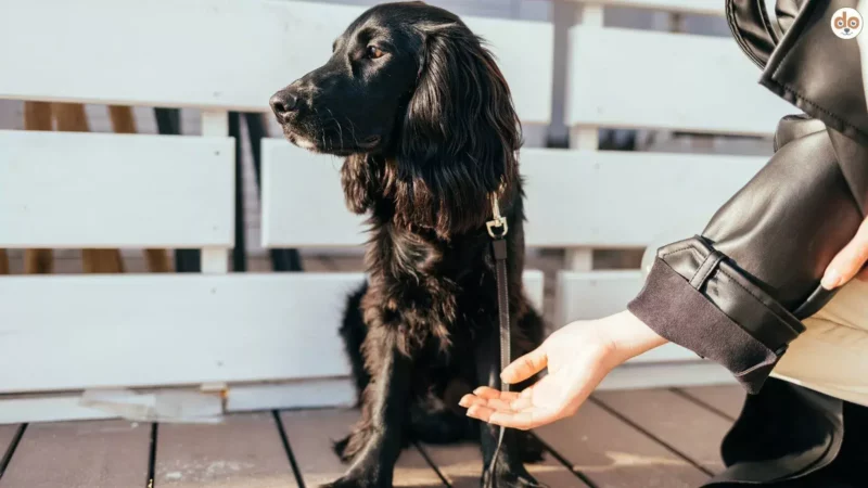 Von wegen dankbar: Hunde erwidern laut Studie keine Gefallen