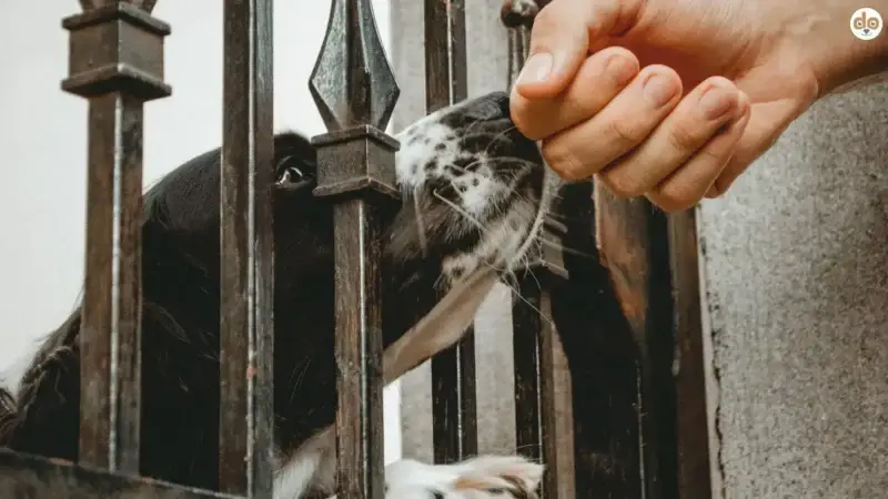 Einen fremden Hund richtig begrüssen – so geht’s respektvoll und sicher