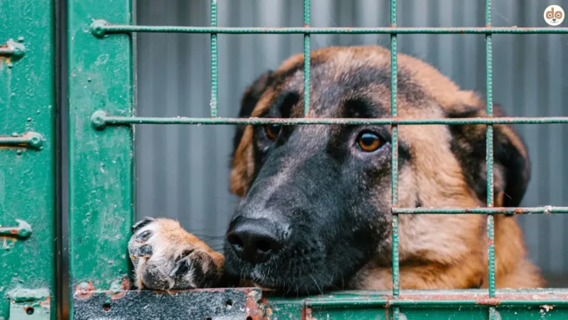 Tierschutzhund mit Herdenschutzverhalten – und jetzt?