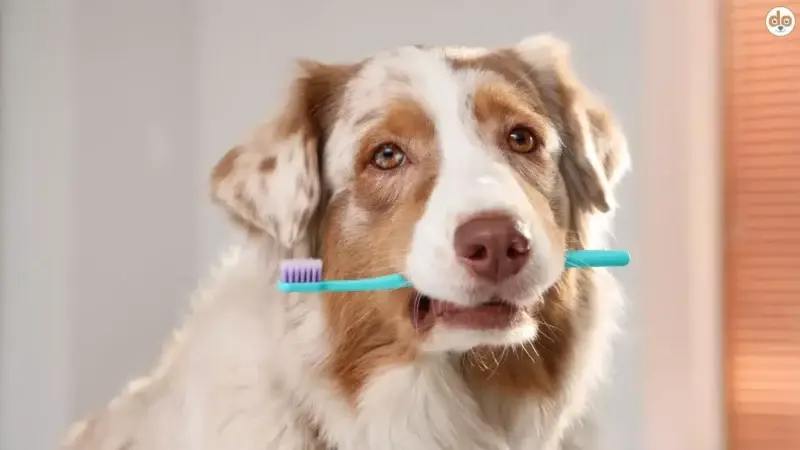 Zwischen Napf und Gesundheit: Deutschlands Hunde im Wandel (2009–2019)