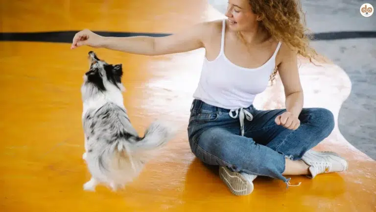 Hundetraining mit Leckerchen