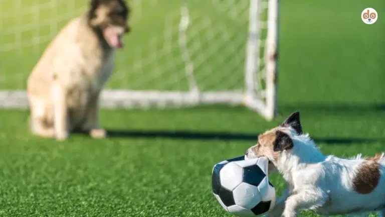 Verschiedene Talente von Hunden